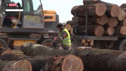 «Plus résistant que l'acier» : qu'est-ce que le «superbois» mis au point par des scientifiques ?
