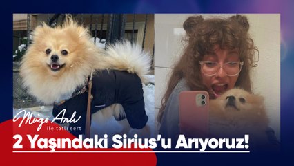 Ümraniye'den 5 Ekim'de kaybolan Sirius'u arıyoruz! - Müge Anlı ile Tatlı Sert 15 Ekim 2025