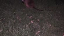 Kangaroo in Australia has red eyes at night