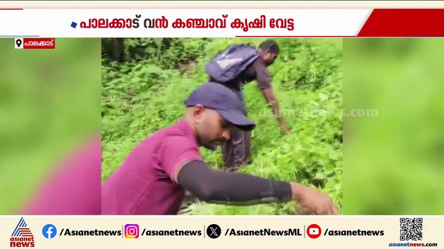 സത്യകല്ലുമലയുടെ താഴ്വാരത്ത് 60 സെന്റ്‌ സ്ഥലത്ത് കഞ്ചാവ് കൃഷി,പതിനായിരത്തോളം കഞ്ചാവ് ചെടി നശിപ്പിച്ചു