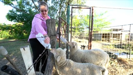 Queensland government criticised over role for LNP power broker