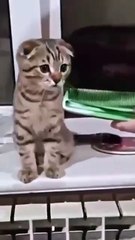 Hilarious & Adorable Animals Moments You Can't Miss 🐶🐱 #shorts #animals #fun