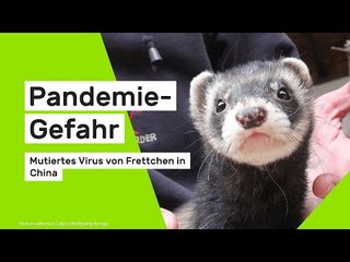 Angst vor neuer Pandemie: Mutiertes Virus aus China springt von Frettchen auf Menschen über