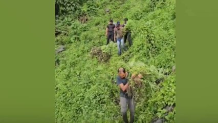 60 സെൻറ് സ്ഥലത്ത് കഞ്ചാവ് കൃഷി; 10,000ലധികം ചെടികൾ നശിപ്പിച്ച് പൊലീസ്