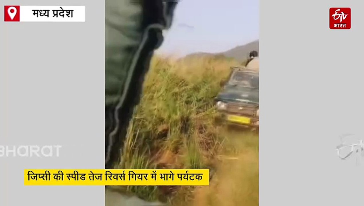 पन्ना टाइगर रिजर्व में जिप्सियों के लगे रिवर्स गियर, बाघिन के दौड़ते ही पर्यटकों की सिट्टी-पिट्टी गुम