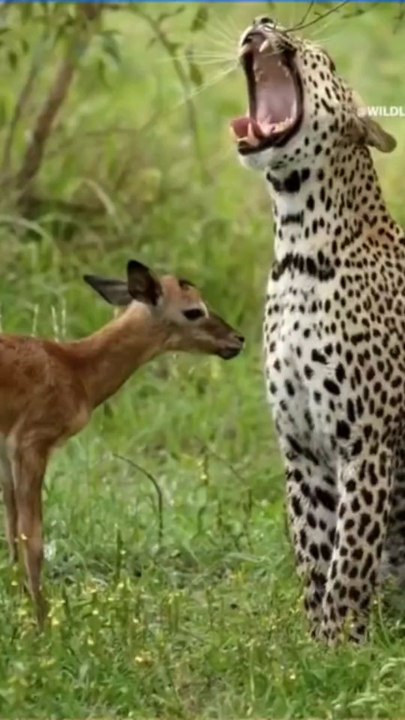 Leopard Saves Baby Deer from Hyena 😱🦌🐆