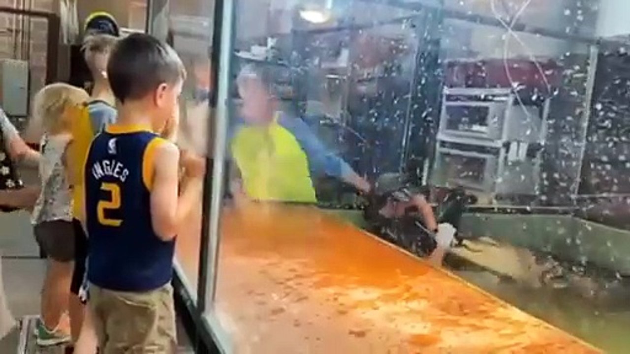 Elle se fait mordre la main par un alligator !