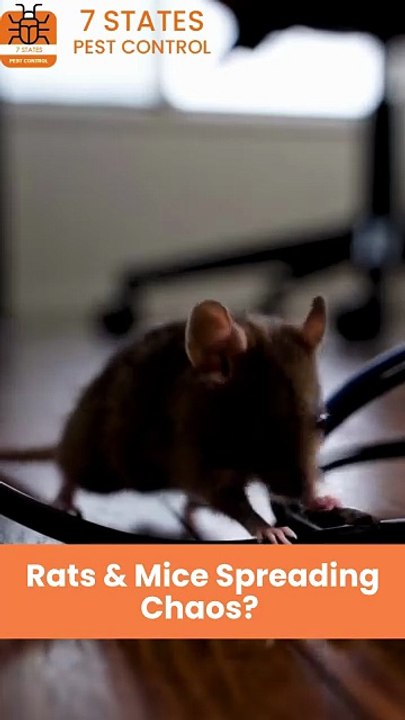 Rodent Pest Control Melbourne – Safe & Effective Rat and Mice Removal