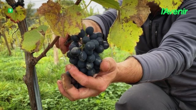Un jour historique à Jenneret : les premières vendanges du vignoble Ysabeau