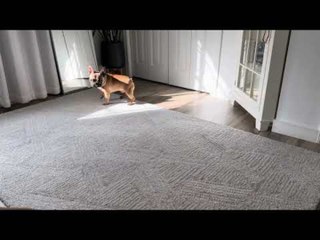 French Bulldog Puppy Tries To Catch Light Reflection on Ceiling