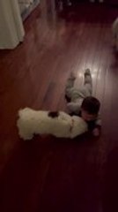 Dogs Excitedly Greet and Play With Baby Crawling on Floor
