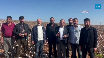 CHP'li Tanrıkulu: Bu yıl da destek verilmezse bölgede pamuk üretimi neredeyse sıfıra düşecek!