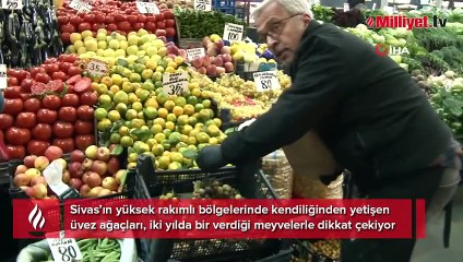 2 yılda bir yetişiyor, çürüdükçe değerleniyor! Kilosu 300 TL: 'İkram ediyoruz ve ertesi gün gelip alıyorlar'