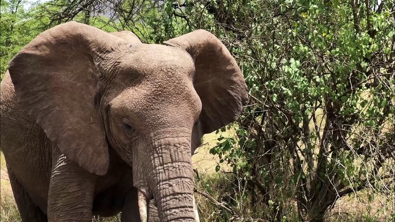 Afrique : Tanzanie