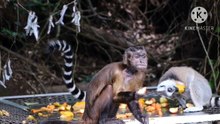 Os animais mais fofos do mundo N•557