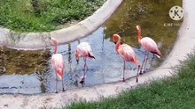 Os animais mais fofos do mundo N•558