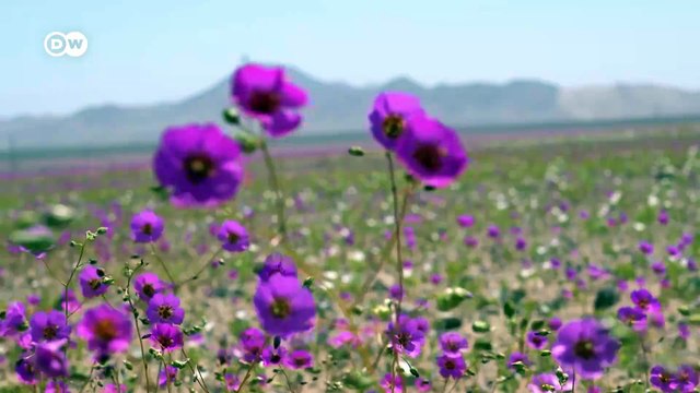 La otra cara de Atacama, el desierto florido de Chile
