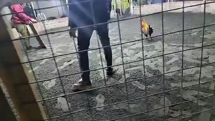 VIDEO: Un hombre muere tras ser atacado por su propio gallo de pelea