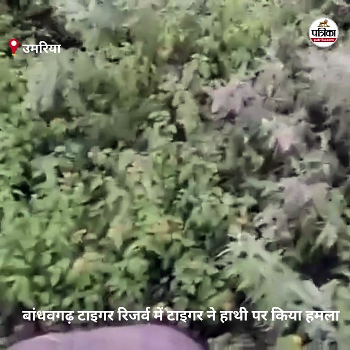 बांधवगढ़ टाइगर रिजर्व में जंगल ट्रेकिंग के दौरान टाइगर ने किया हाथी पर हमला, देखें वीडियो