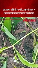 वर्ध्यामधील हिंगणघाट येथील शेतकऱ्याचा टाहो