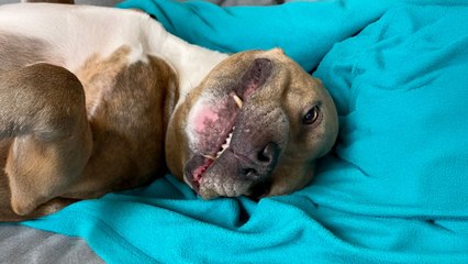 Shelter Volunteer Meets One Pittie She Couldn't Go Home Without