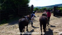 Kids Pony Camps