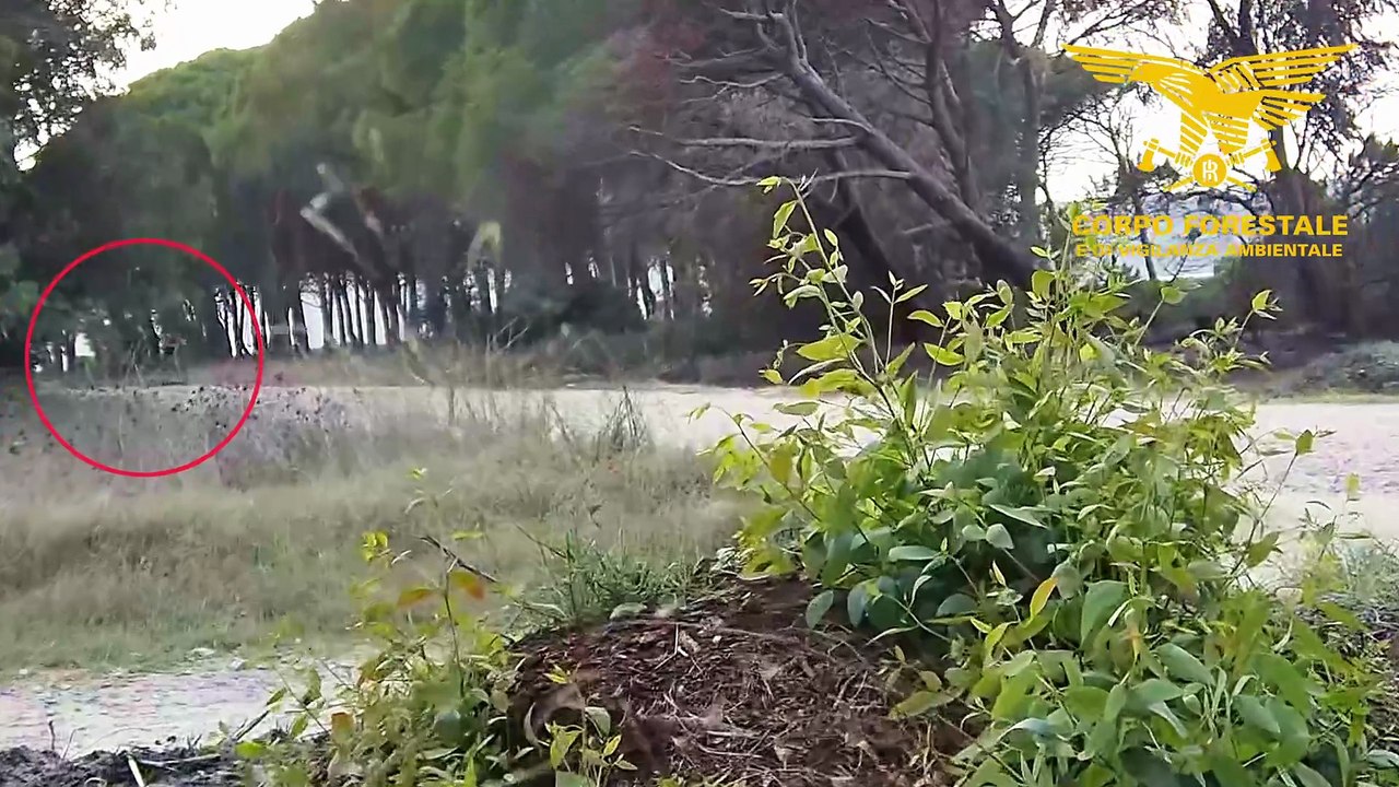 Arrestato il piromane ripreso dalle telecamere: agiva in monopattino - GUARDA IL VIDEO