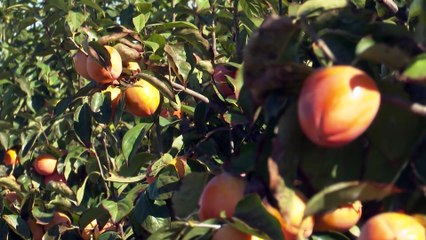 La campaña de recogida de Kaki Persimon comienza con previsiones positivas