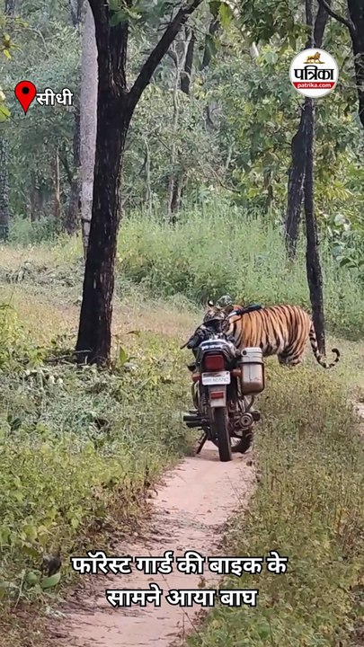जंगल में अचानक सामने आया बाघ तो बाइक छोड़कर भागा फॉरेस्ट गार्ड