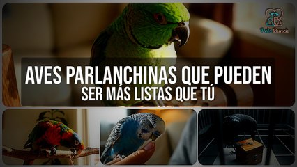 Aves Parlanchinas: ¿Son Más Listas que Tú?