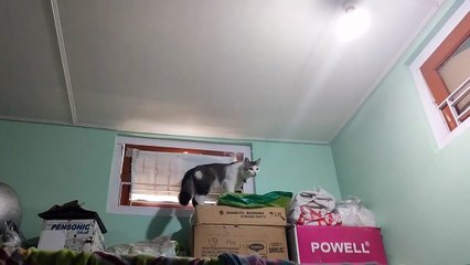 Cat  ESCAPE Plan #catvideos #cat #funny