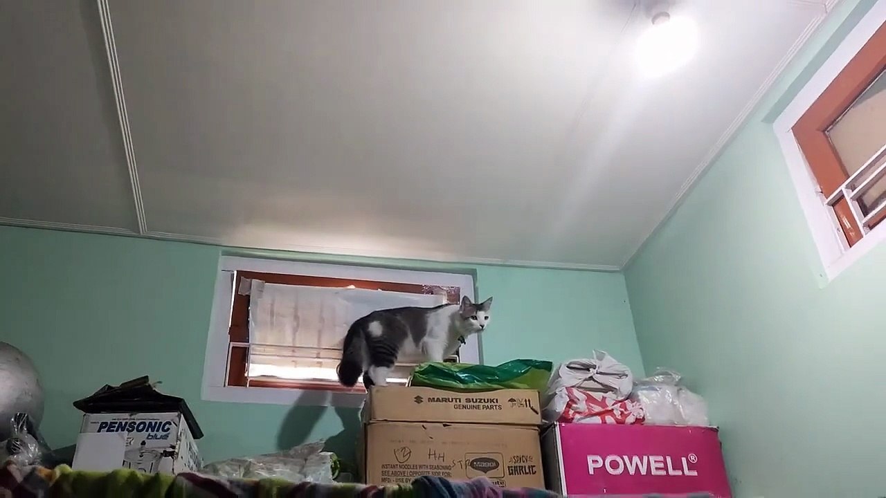 Cat  ESCAPE Plan #catvideos #cat #funny