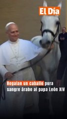 Regalan un caballo pura sangre árabe al papa León XIV
