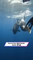 Divers Stunned as Majestic Orcas Gracefully Swim Beside Them!|| Heartsome 💖