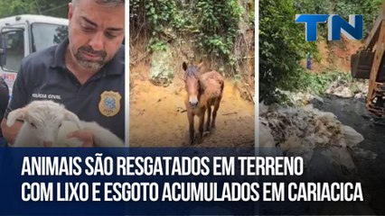 Animais são resgatados em terreno com lixo e esgoto acumulados em Cariacica