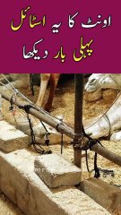 CAMEL ko 1st Time ASA Karty DEKHA 😳