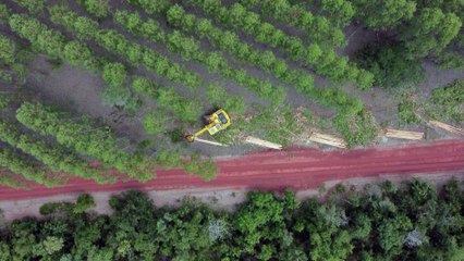 Planter à tout prix : Des arbres pour sauver la planète ?