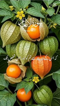 Surah Al-An'am Recitation | Powerful Verses from The Holy Quran 🕋📖