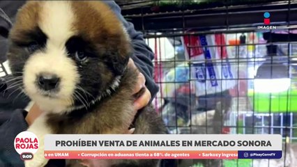 Prohíben venta de animales en el Mercado de Sonora | DPC con Paola Rojas