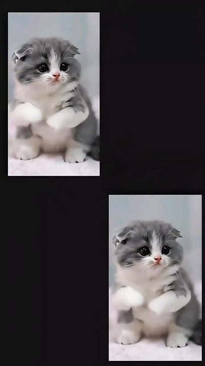 Tiny Legs, Big Moves – Munchkin Kitten Dance! 🐾🎶 #cutecat #catlovers #munchkinkitten