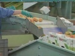 SAMMO Línea de Envasado para Albaricoques 🍑