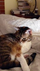 Good Morning Vibes! Let`s Get Up! IT Is Friday! #cat #shorts #funnycats #funny #cutecats #viralcats #funnyanimals #animals #fyp