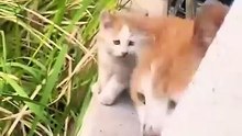 Don't mess with a cat, Mom