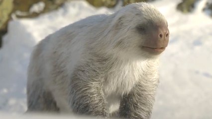 First Look at Prehistoric Planet: Ice Age Season 3 — Apple TV+