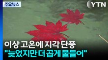 이상 고온에 지각 단풍..."늦었지만 더 곱게 물들어" / YTN