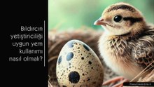 Bıldırcın yetiştiriciliği ve uygun yem kullanımı