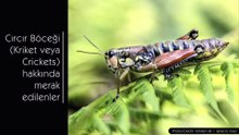 Cırcır Böceği (Kriket veya Crickets) hakkında merak edilenler