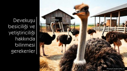 Devekuşu Besiciliği ve Yetiştiriciliği Hakkında Bilinmesi Gerekenler