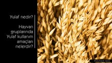 Yulaf ne işe yarar?  Yulaf'ın Hayvan Beslemesindeki Rolü