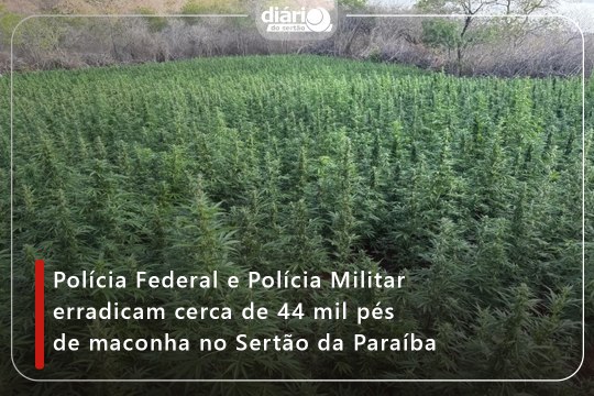 Polícia Federal e Polícia Militar erradicam cerca de 44 mil pés de maconha no Sertão da Paraíba